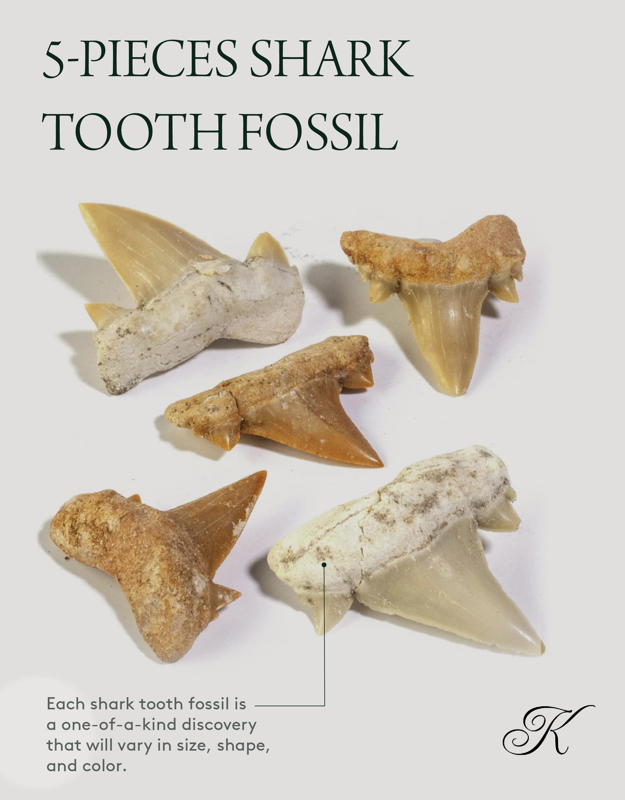 Amazon.co.jp: KALIFANO 本物の化石化した先史時代のミニサメの歯 (5